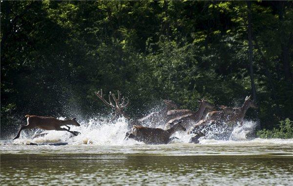 Szarvasok a gemenci erdőben