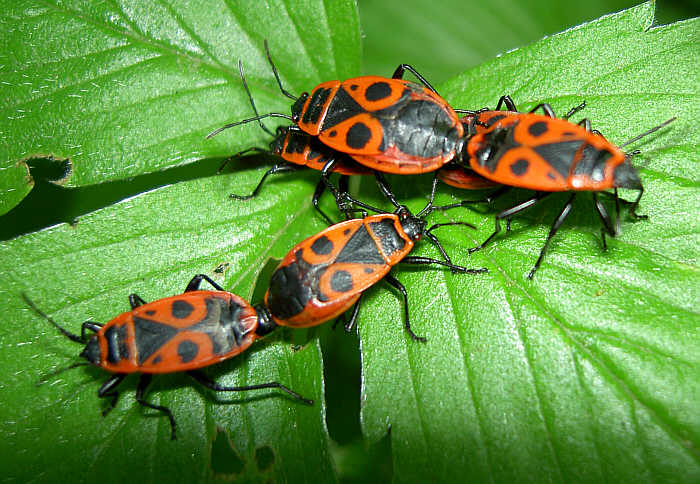 Pyrrhocoris_apterus1