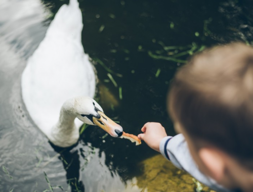 kisfiú etet egy hattyút