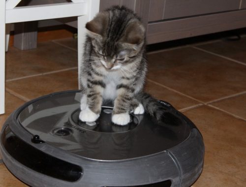 cica a robot porszívón