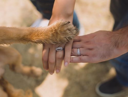 házaspár keze a kutyájuk mancsával