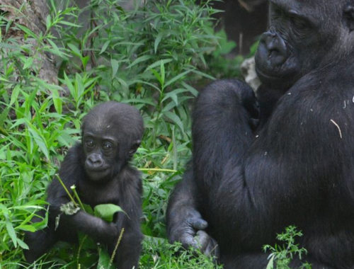 gorilla bébi a mamájával