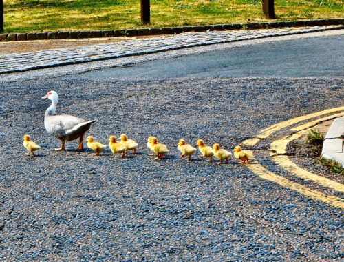 kacsa a kiskacsávial