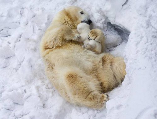 jegesmedve a kicsinyével fekszik