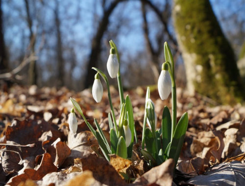 hóvirág az avarban