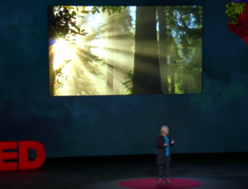 TED előadás
