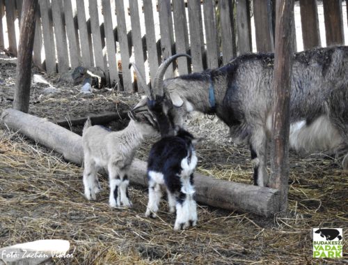 kis kecskék az anyjukkal