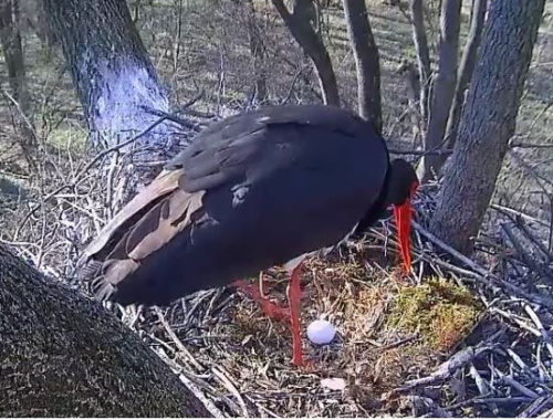 fekete gólya a fészkében