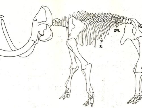 rajz egy mamut csontvázáról