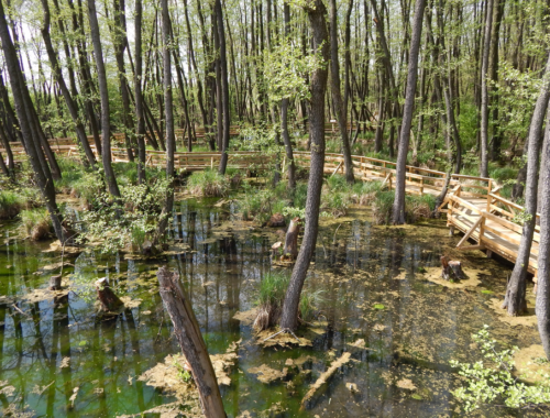 fényes tanösvény (tó felett)