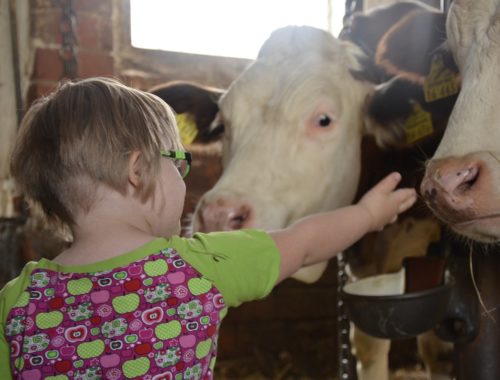 kislány teheneket simogat