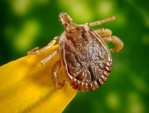 Kullancs egy levélen