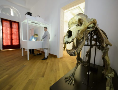 állatcsontváz egy múzeumban