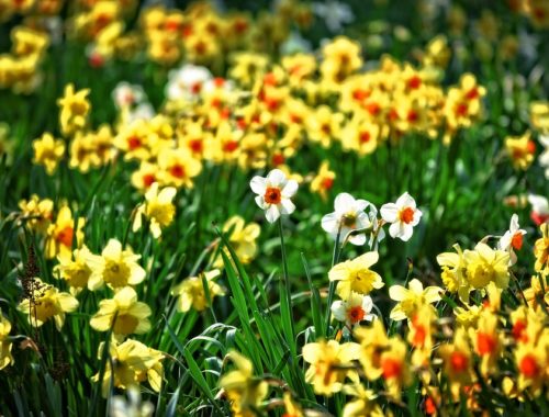 nárciszok a kertben