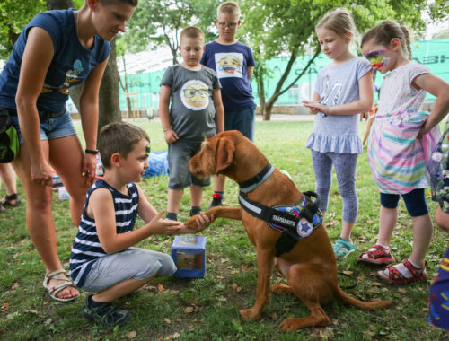 kisfiúnak pacsit ad egy terápiás kutya