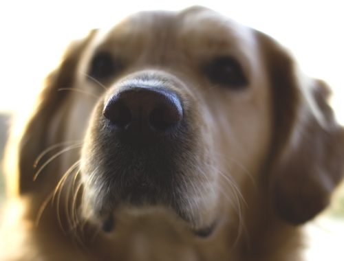 egy golden retriever feje közelről