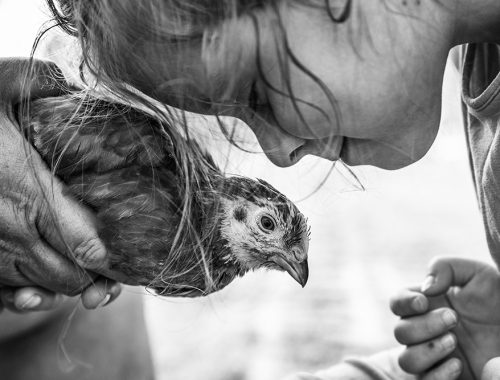 kislány odahajol egy tyúkhoz