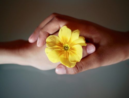 két kézzel tartanak egy sárga virágot