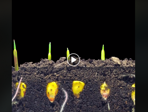 növények a földben