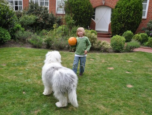 kisfiú labdával a kezében, játszik a kutyával