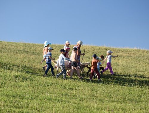 gyerekek kecskéket terelnek a mezőn