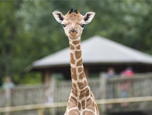 zsiráf az állatkertben