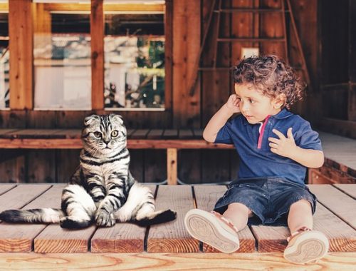 kisfiú ül a verandán egy macskával