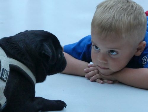 kisfiú és kutya szembenéznek egymással