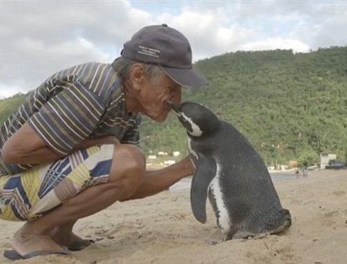 férfi pingvint puszil a strandon