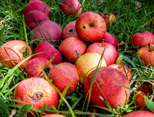 Kukacos almák a fűbe hajítva.