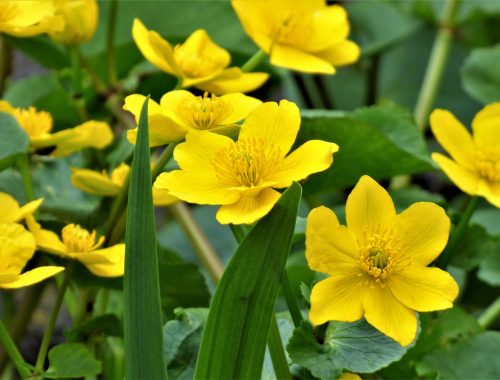 sárga gólyahír virág