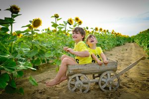 gyerekek a napraforgó mezőben