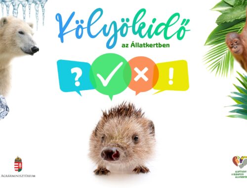 Kölyökidő az állatkertben