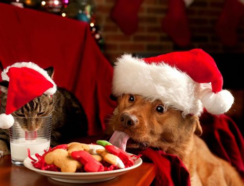 ajándék háziállat