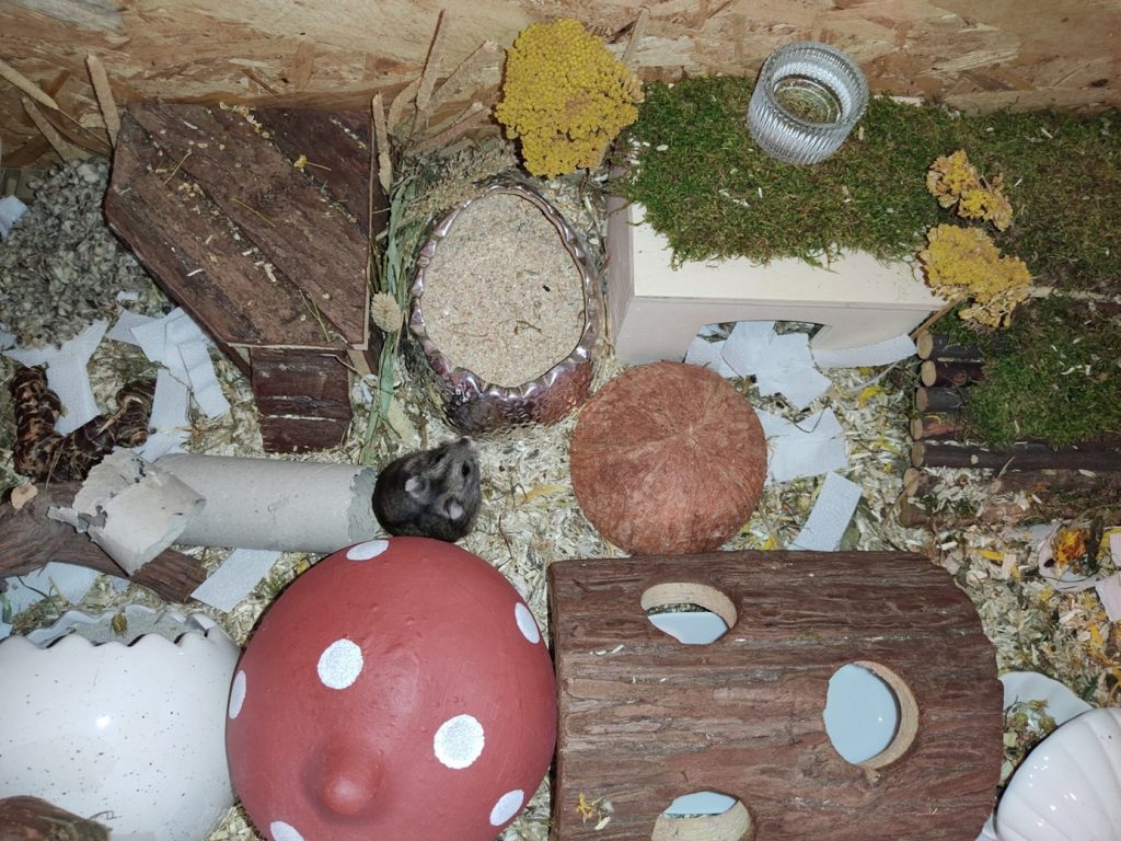 felelős állattartás - hörcsög