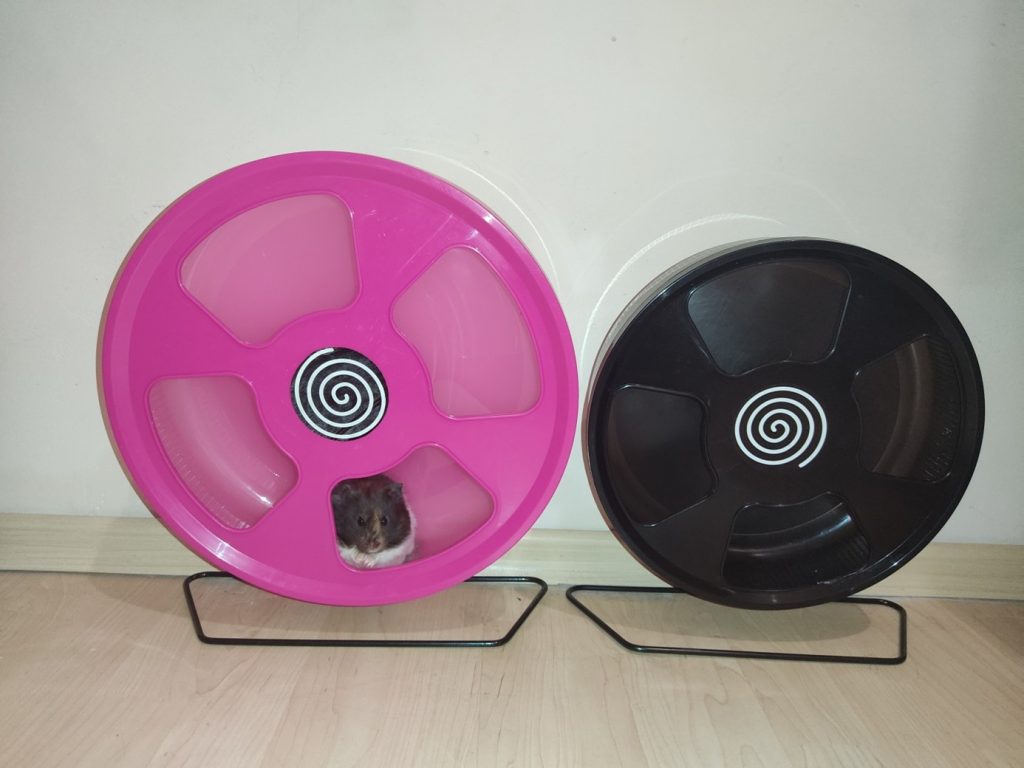 felelős állattartás - hörcsög