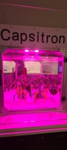 Álmok Álmodói 20 kiállítás