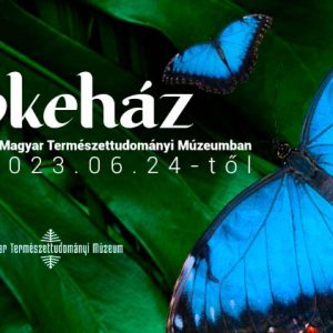 A Magyar Természettudományi Múzeum trópusi lepkeháza – élő időszaki kiállítás A Magyar Természettudományi Múzeum trópusi lepkeháza – élő időszaki kiállítás