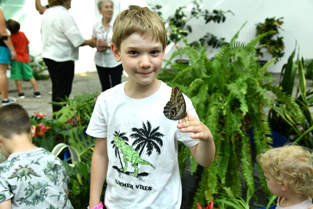 Magyar Természettudományi Múzeum trópusi lepkeháza