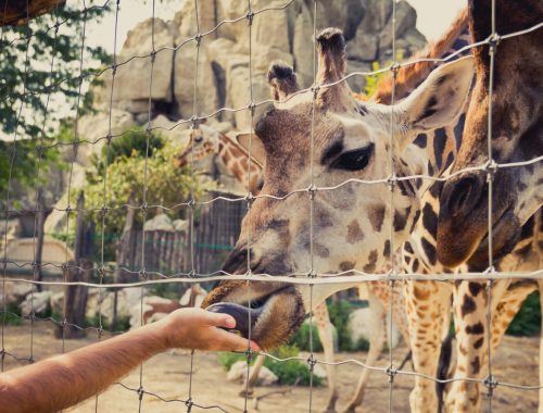 Idén is fergeteges élményeket kínálnak a Budapesti Állatkertben
