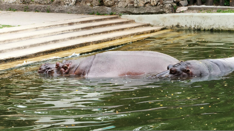 Idén is fergeteges élményeket kínálnak a Budapesti Állatkertben