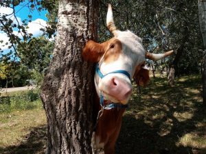 Ősz a Szentendrei Skanzenben