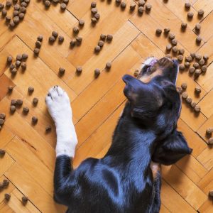 Hogyan előzzük meg és kezeljük a gyomorrontást kutyáknál?