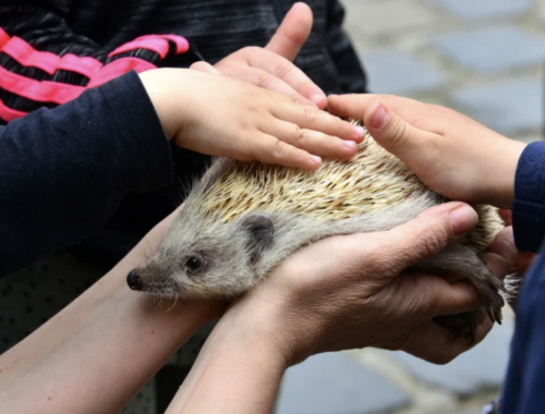 Még húsvét előtt elindulnak az Állatkert főszezoni élményprogramjai