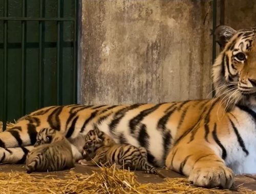 Tigriskölykök születtek a Budapesti Állatkertben