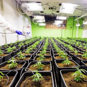 A CBD lehet az allergiával folytatott harc egyik új eszköze?