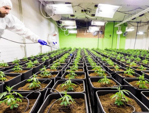 A CBD lehet az allergiával folytatott harc egyik új eszköze?