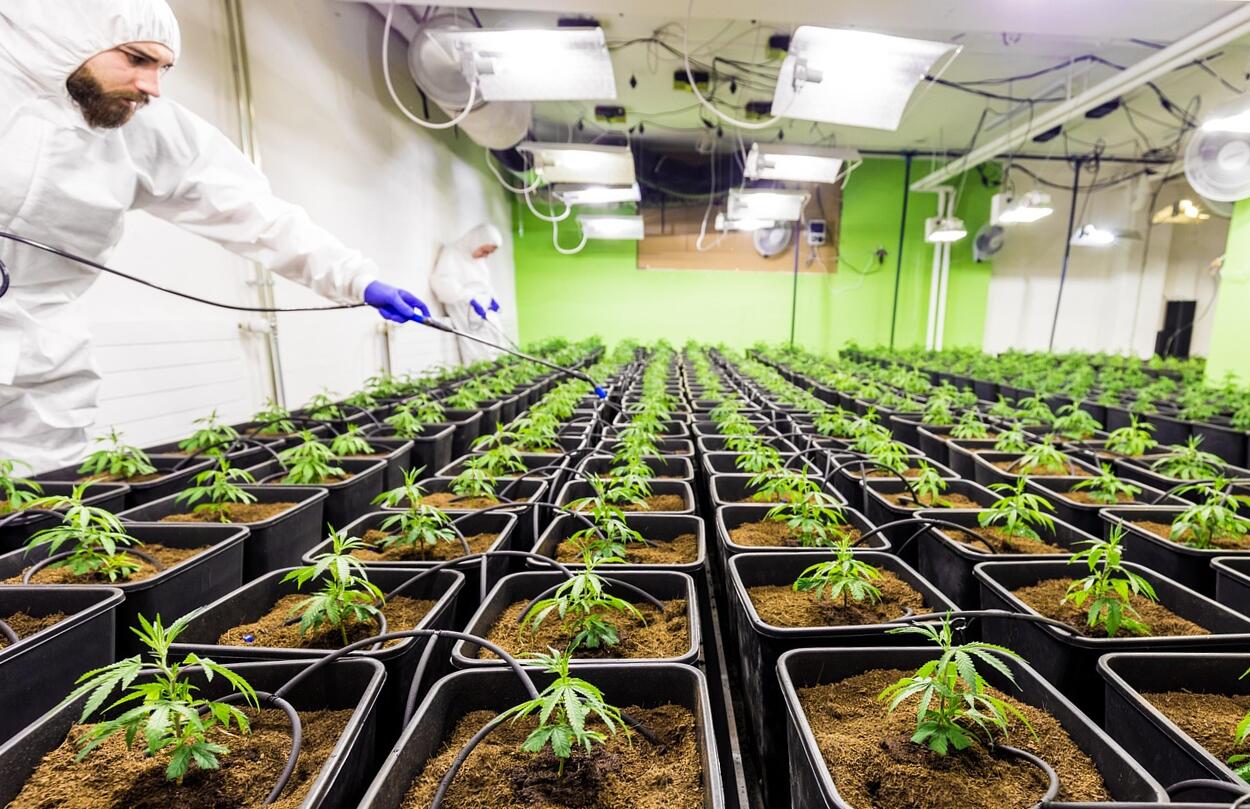 A CBD lehet az allergiával folytatott harc egyik új eszköze?