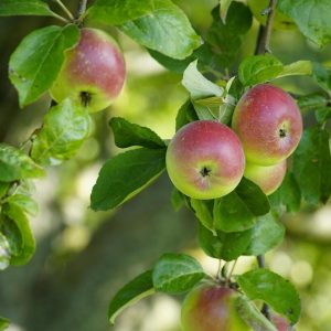 A kert meg nem énekelt hősei: fitovegyületek a csúcsélelmiszerek mögött