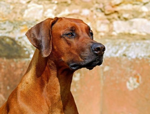 Mennyit és hogyan adjunk gyógygombákból kedvenceinknek?